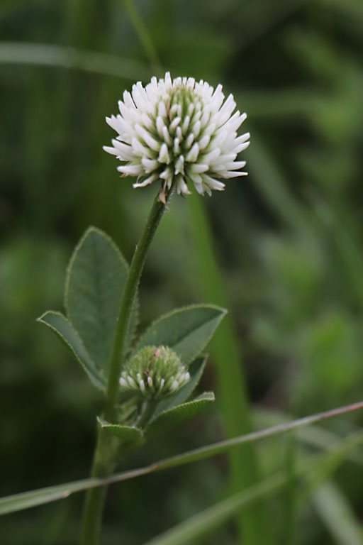 Trfle des montagnes, Trifolium montanum, Haute Provence, Montagne de Joure, juin 2020