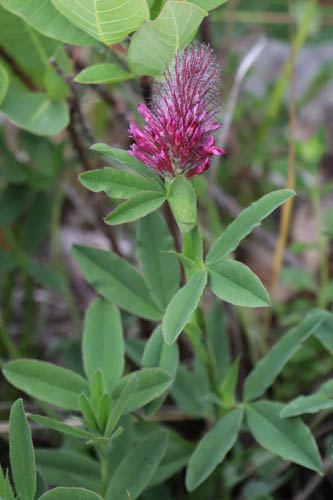 Trfle rougetre, Trifolium rubens, Haute Provence, Montagne de Joure, juin 2020