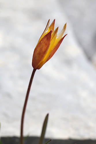 Tulipe australe, Tulipa sylvestris subsp. australis, Haute Provence, Montagne de Lure, juin 2020
