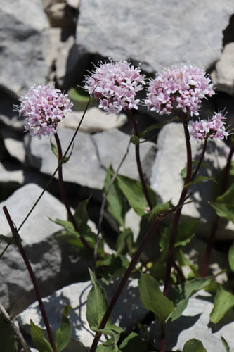 Valriane des montagnes, Valeriana montana, Haute Provence, Montagne de Lure, juin 2020