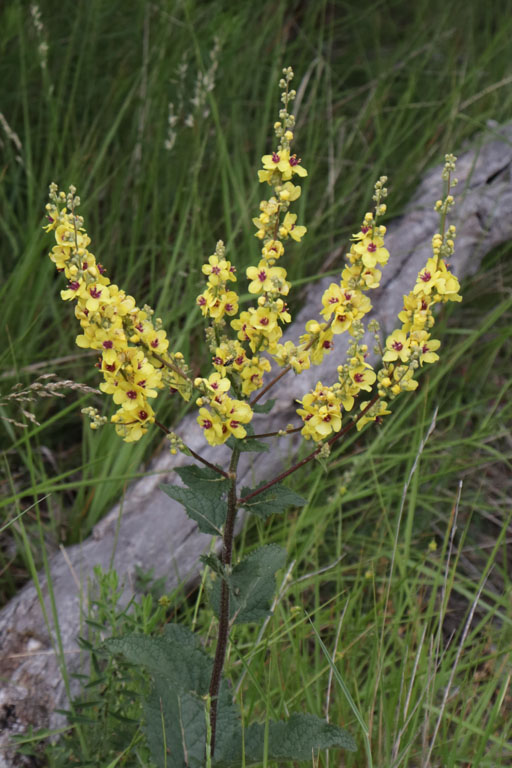 Molne noire, Verbascum nigrum, Haute Provence, Montagne de Joure, juin 2020