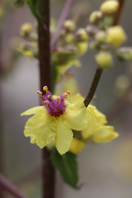 Molne noire, Verbascum nigrum, Haute Provence, Montagne de Joure, juin 2020