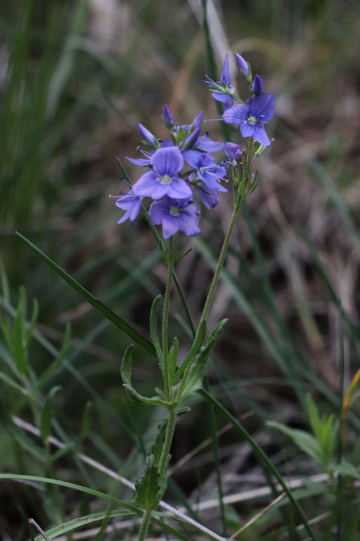 Vronique d'Autriche, Veronica teucrium, Haute Provence, Montagne de Joure, juin 2020
