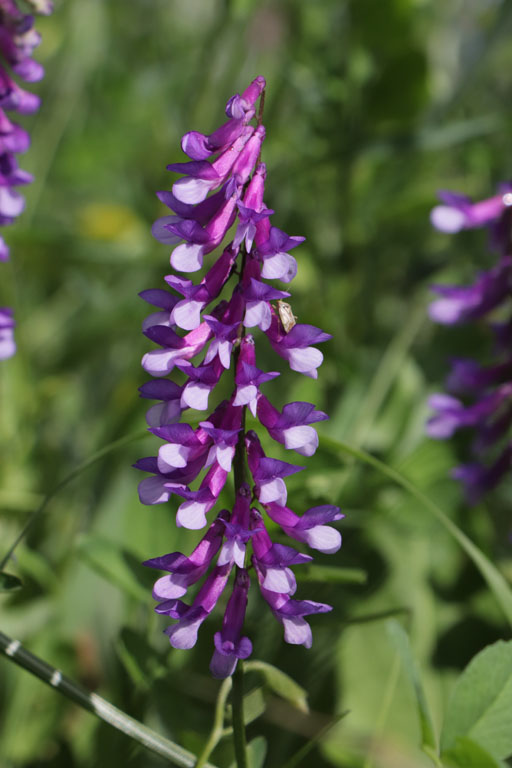 Vesce bigarre, Vicia dasycarpa, Haute Provence, juin 2020