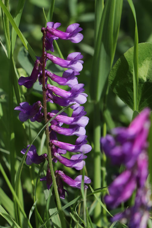 Vesce bigarre, Vicia dasycarpa, Haute Provence, juin 2020
