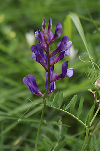 Vesce faux-sainfoin, Vicia onobrychioides, Haute Provence, Montagne de Joure, juin 2020