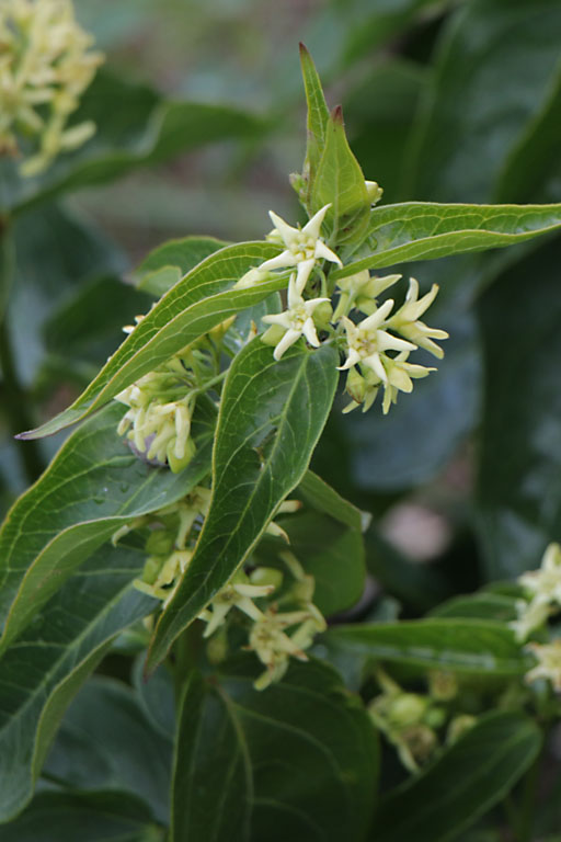 Dompte-venin, Vincetoxicum hirundinaria, Haute Provence, Montagne de Gache, juin 2020