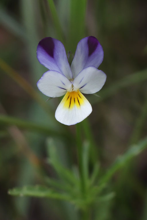 Pense des champs, Viola arvensis, Haute Provence, Lac de St-Lger, juin 2020