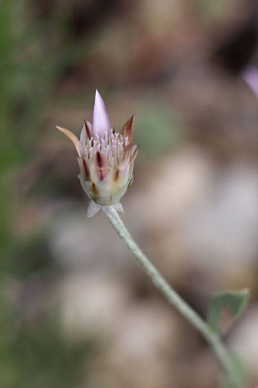 Xranthme ferm, Xeranthemum inapertum, Haute Provence, Montagne de Gache, juin 2020