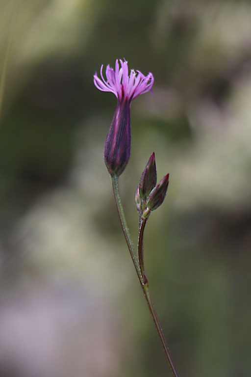 Xranthme ferm, Xeranthemum inapertum, Haute Provence, Montagne de Gache, juin 2020