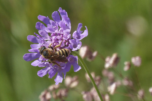 Abeille sauvage