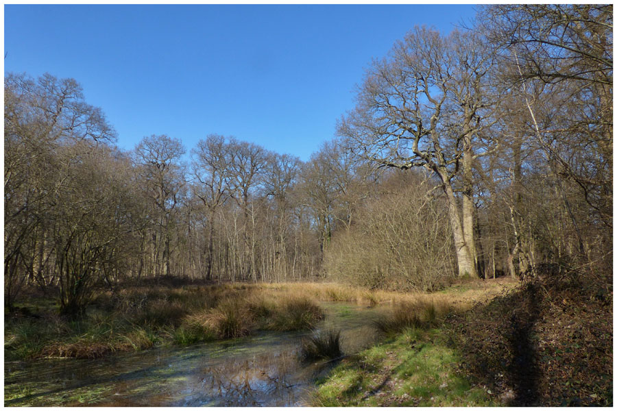 Mare en forêt