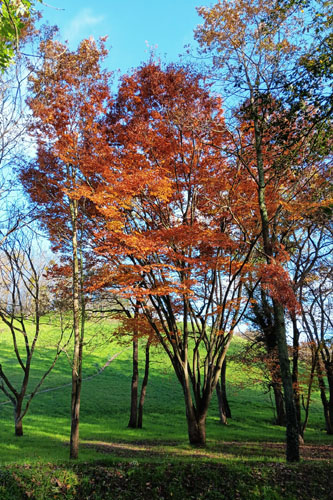 Dernires couleurs d'automne