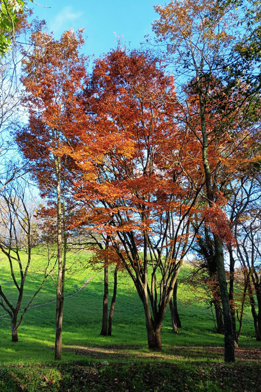 Dernires couleurs d'automne