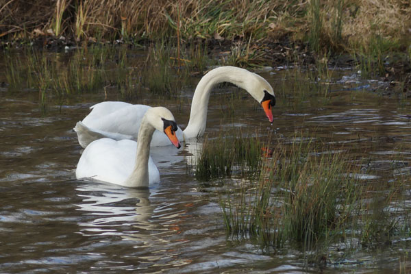 Cygnes