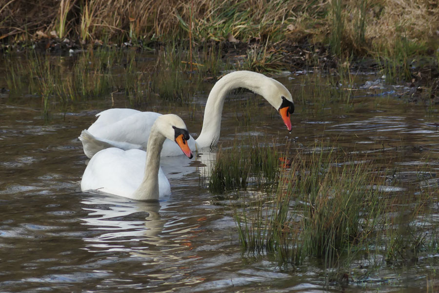 Cygnes