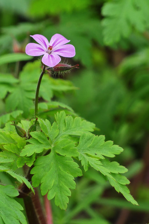 Granium Herbe--Robert