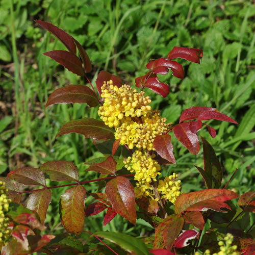 Mahonia