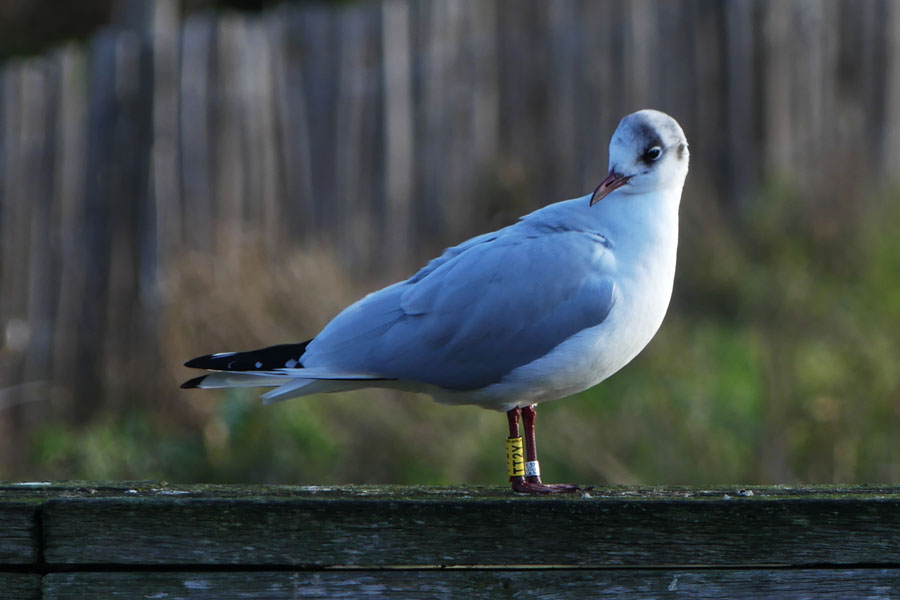 Mouette bague