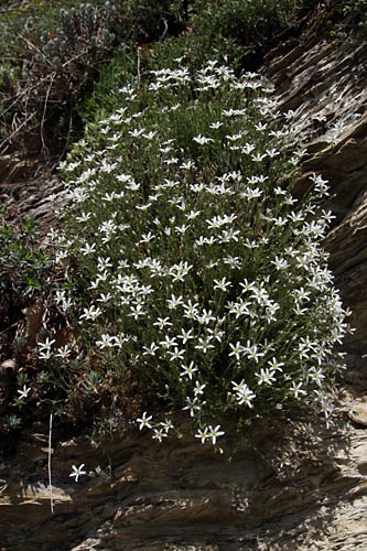 Sabline  grandes fleurs, Arenaria grandiflora, Pyrnes, Valle d'Aure, mai 2013