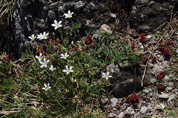 Sabline  grandes fleurs, Arenaria grandiflora, Pyrnes, Valle d'Aure, mai 2013