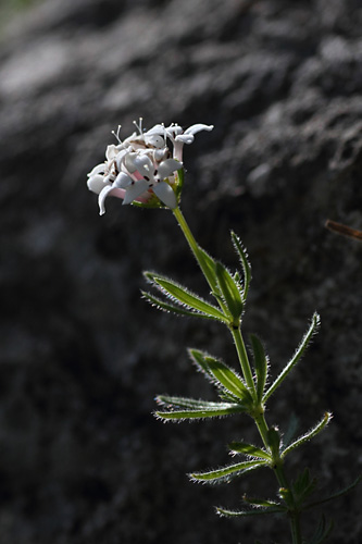 Asprule hrisse, Asperula hirta, Pyrnes, lac d'Arou, juillet 2013