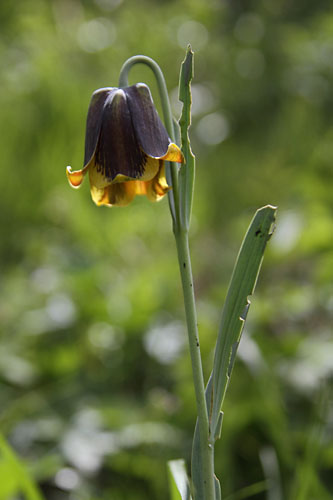Fritillaire des Pyrnes, Fritillaria pyrenaca, Pyrnes, Valle d'Aure, mai 2013