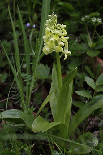 Orchis ple, Orchis pallens, Pyrnes, Valle d'Aure, mai 2013