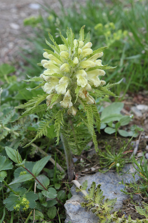 Pdiculaire feuillue, Pedicularis foliosa, Pyrnes, lac d'Arou, juillet 2013