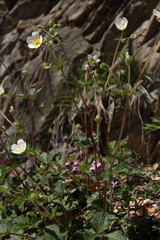 Potentille rupestre, Potentilla rupestris, Pyrnes, Valle d'Aure, mai 2013