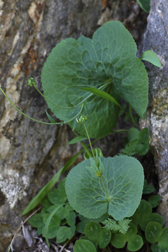 Renoncule Thora, Ranunculus thora, Pyrnes, lac d'Arou, juillet 2013