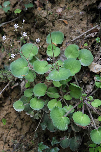 Saxifrage hirsute, Saxifraga hirsuta subsp. hirsuta, Pyrnes, Gourgue d'Asque, mai 2013