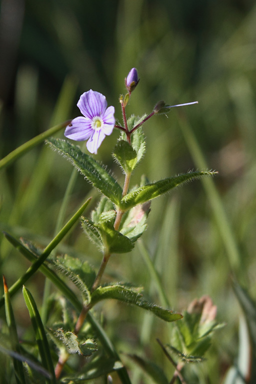 Vronique de Gouan, Veronica ponae, Pyrnes, lac d'Arou, juillet 2013