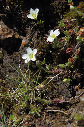Sabline cilie, Arenaria ciliata, Pyrnes, Val d'Estaragne, juillet 2014
