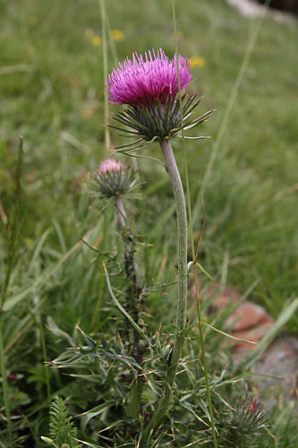 Chardon dfleuri, Carduus defloratus, Pyrnes, Valle de la Pez, juillet 2014