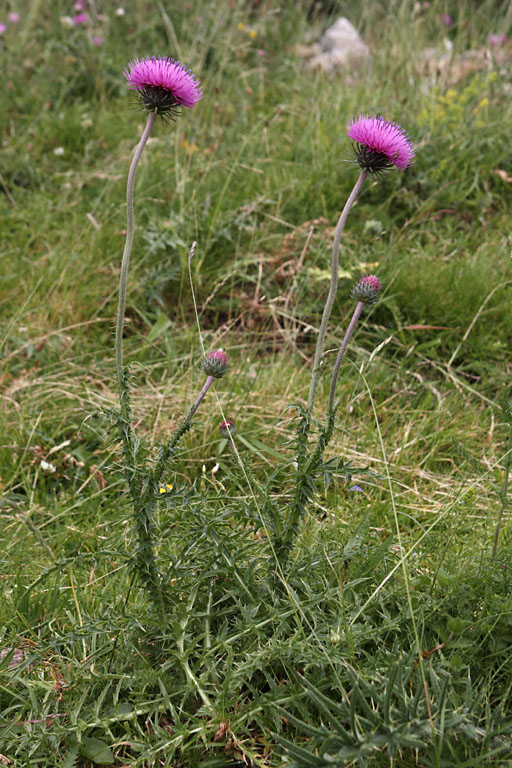 Chardon dfleuri, Carduus defloratus, Pyrnes, Valle de la Pez, juillet 2014
