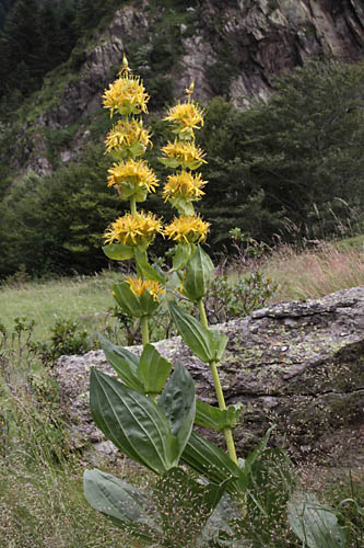 Gentiane jaune, Gentiana lutea, Pyrnes, Valle de la Pez, juillet 2014