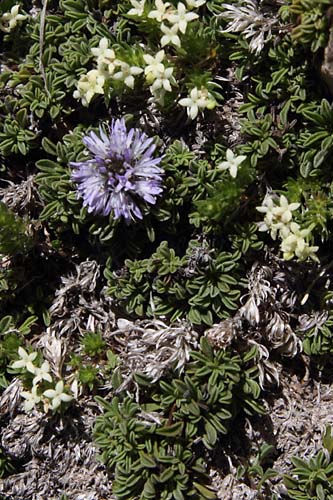 Globulaire rampante, Globularia repens, Pyrnes, Val d'Estaragne, juillet 2014