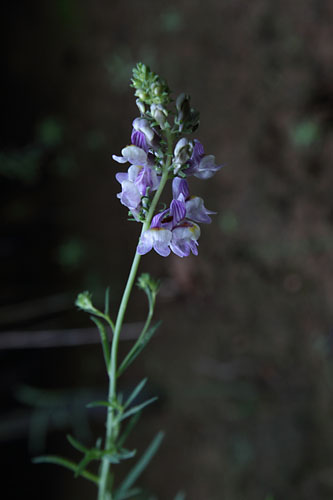 Linaire strie, Linaria repens, Pyrnes, Arige, Croqui, juillet 2014