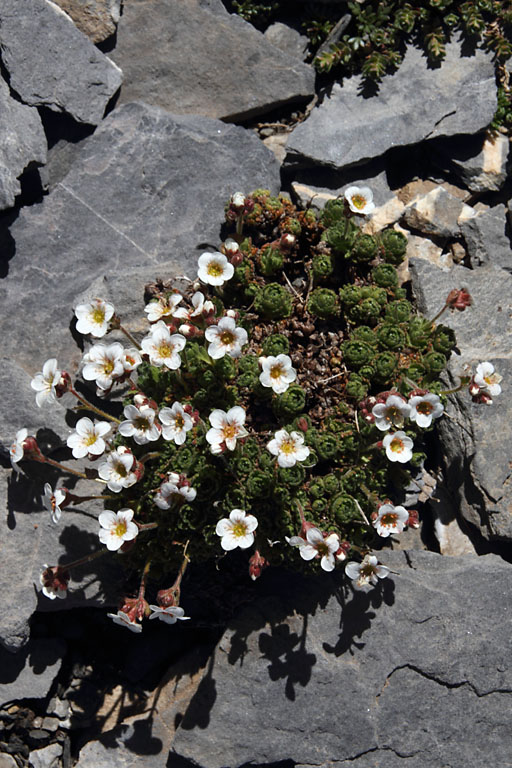 Saxifrage d'Irat, Saxifraga iratiana, Pyrnes, Valle de Badet, juillet 2014