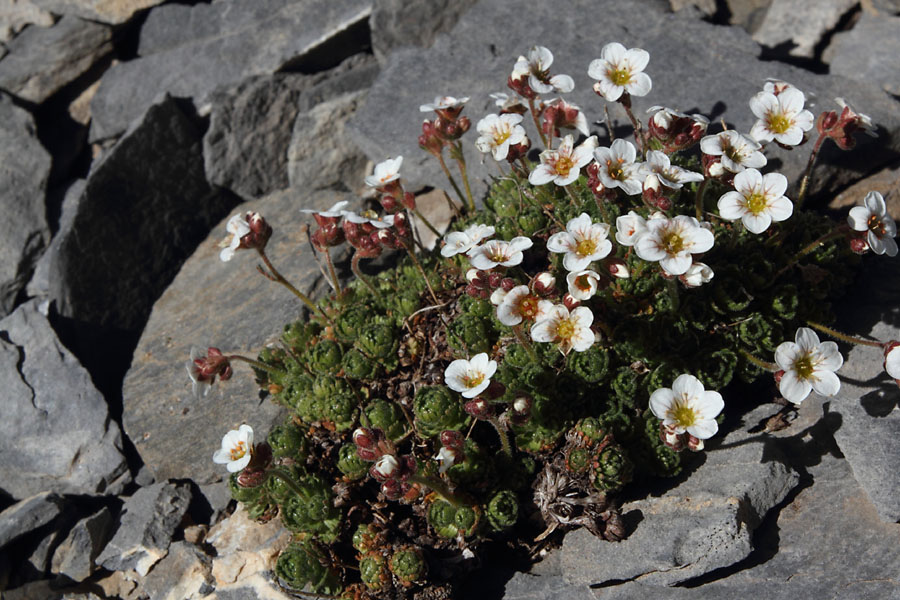 Saxifrage d'Irat, Saxifraga iratiana, Pyrnes, Valle de Badet, juillet 2014