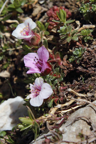 Saxifrage  feuilles opposes, Saxifraga oppositifolia, Pyrnes, Val d'Estaragne, juillet 2014