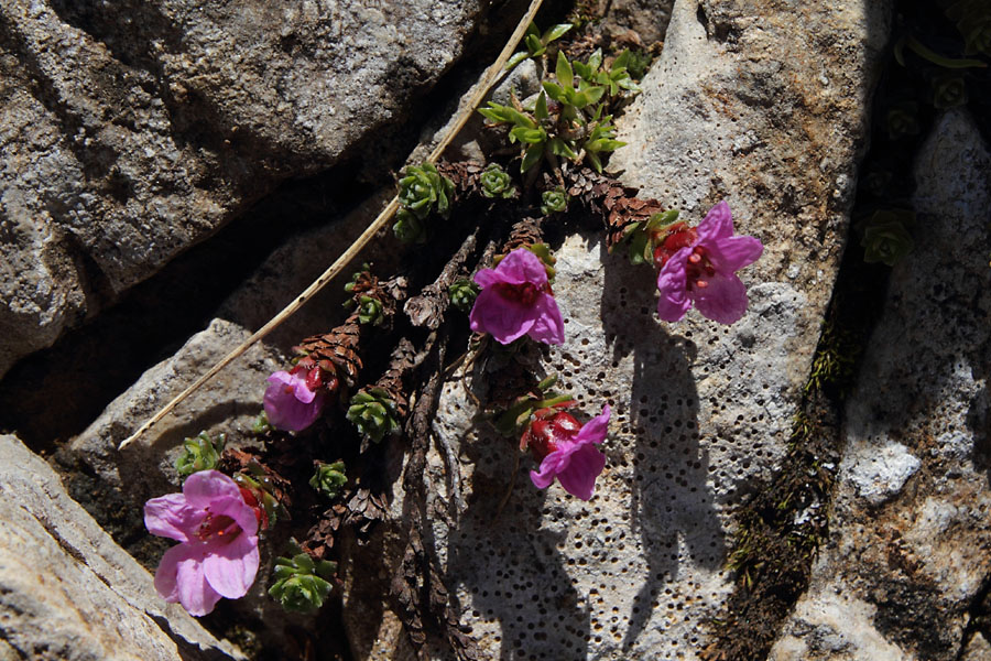 Saxifrage  feuilles opposes, Saxifraga oppositifolia, Pyrnes, Val d'Estaragne, juillet 2014