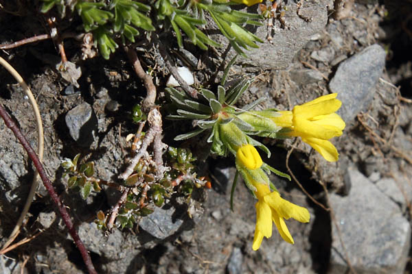 Androsace de Vital, Androsace vitaliana, Pyrnes, Valle de Badet, juillet 2014