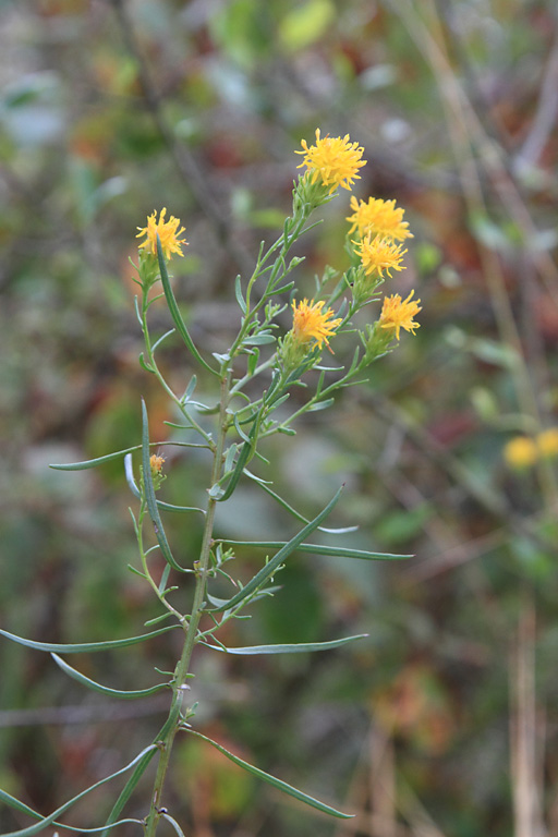 Aster  feuilles d'osyris, Galatella linosyris, Ile-de-France, la Roche-guyon, septembre 2014