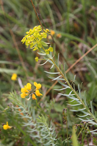 Euphorbe de Sguier, Euphorbia seguieriana, Ile-de-France, la Roche-guyon, mai 2014