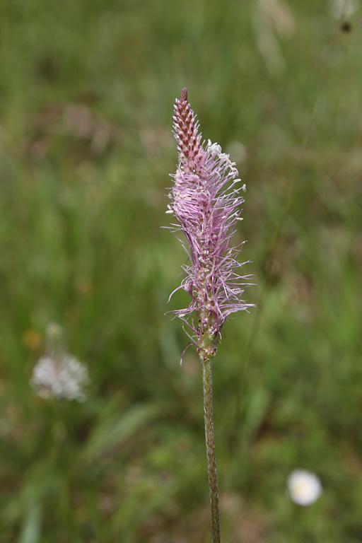 Plantain intermdiaire, Plantago media, Ile-de-France, la Roche-guyon, mai 2014