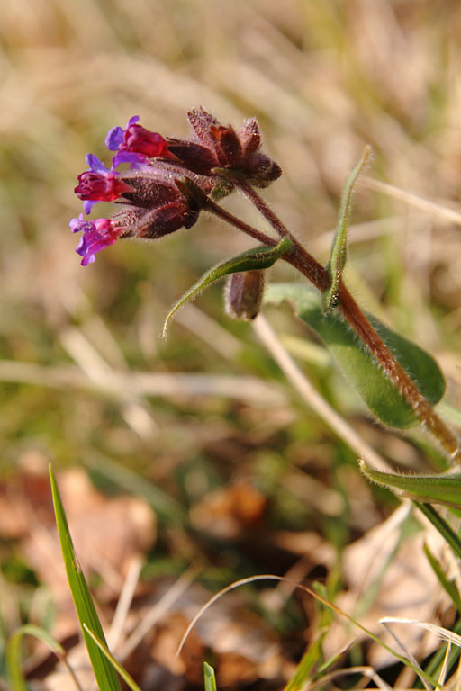 Pulmonaire  longues feuilles, Pulmonaria longifolia, Ile-de-France, Tour-du-lay, mars 2014