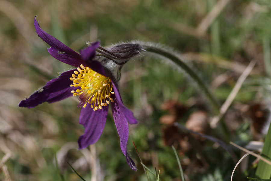 Pulsatille commune, Pulsatilla vulgaris, Ile-de-France, Tour-du-lay, avril 2014