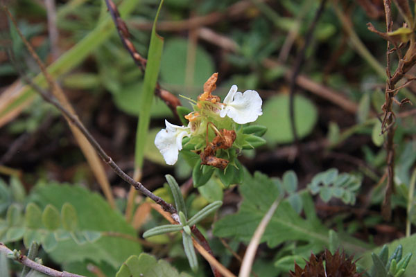 Germandre des montagnes, Teucrium montanum, Ile-de-France, la Roche-guyon, septembre 2014